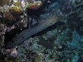 Egypt,diving,underwater,fish,gallery,moray