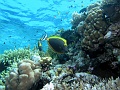 Egypt,diving,underwater,fish,gallery,Orangespine Unicornfish