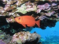 Egypt,diving,underwater,fish,gallery,Crescent-tail bigeye