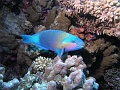 Egypt,diving,underwater,fish,gallery,parrotfish