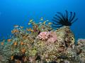 Egypt,diving,underwater,fish,gallery,coral,reef,anthias,school