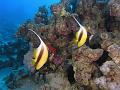 Egypt,diving,underwater,fish,gallery,coral,reef,banner fish