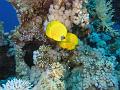 Egypt,diving,underwater,fish,gallery,coral,reef,butterfly fish