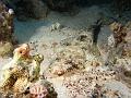 Egypt,diving,underwater,fish,gallery,coral,reef,crocodile fish