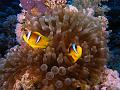 Egypt,diving,underwater,fish,gallery,coral,reef,anemonefish,clownfish