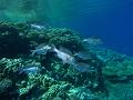 Egypt,diving,underwater,fish,gallery,coral,reef,school,Big-eye,bream
