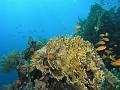 Egypt,diving,underwater,fish,gallery,coral,reef,fire coral,anthias
