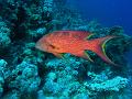 Egypt,diving,underwater,fish,gallery,coral,reef,red grouper fish