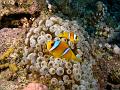 Egypt,diving,underwater,fish,gallery,coral,reef,anemonefish,clownfish