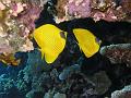 Egypt,diving,underwater,fish,gallery,coral,reef,butterfly fish