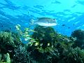 Egypt,diving,underwater,fish,gallery,coral,reef,Big-eye bream fish
