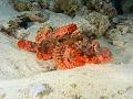 Egypt,diving,underwater,fish,gallery,coral,reef,scorpion fish