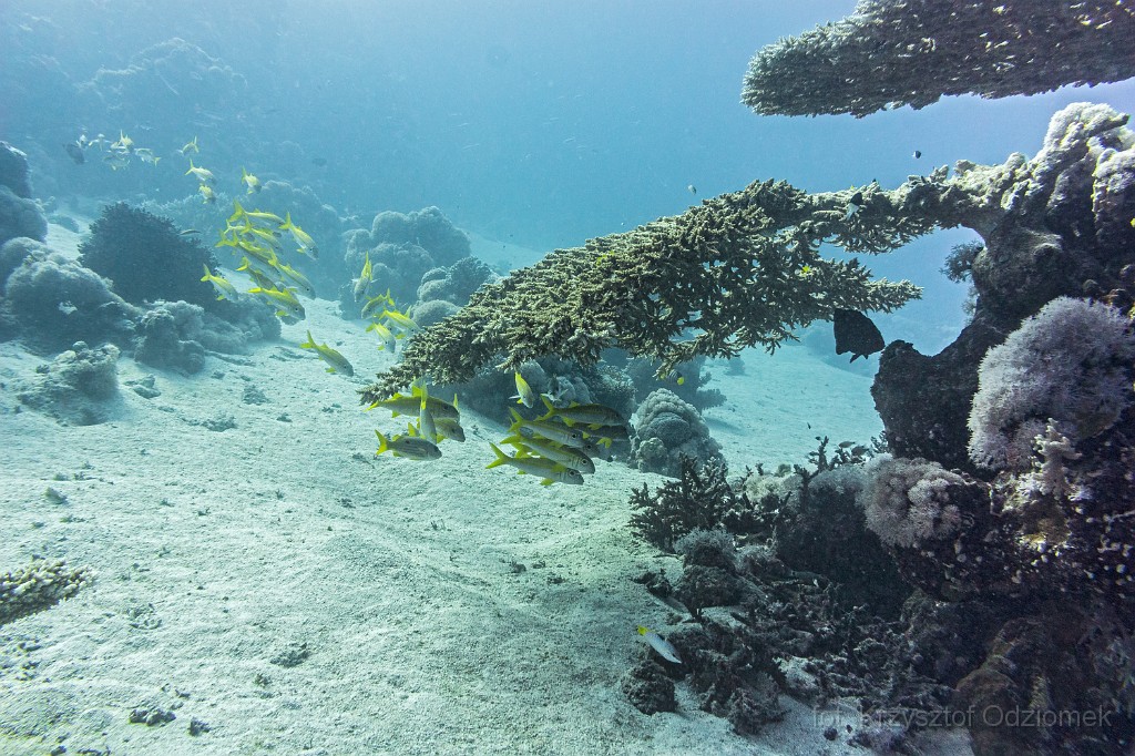 Egypt,diving,underwater,fish,gallery,coral,reef,goatfish on the coral reef