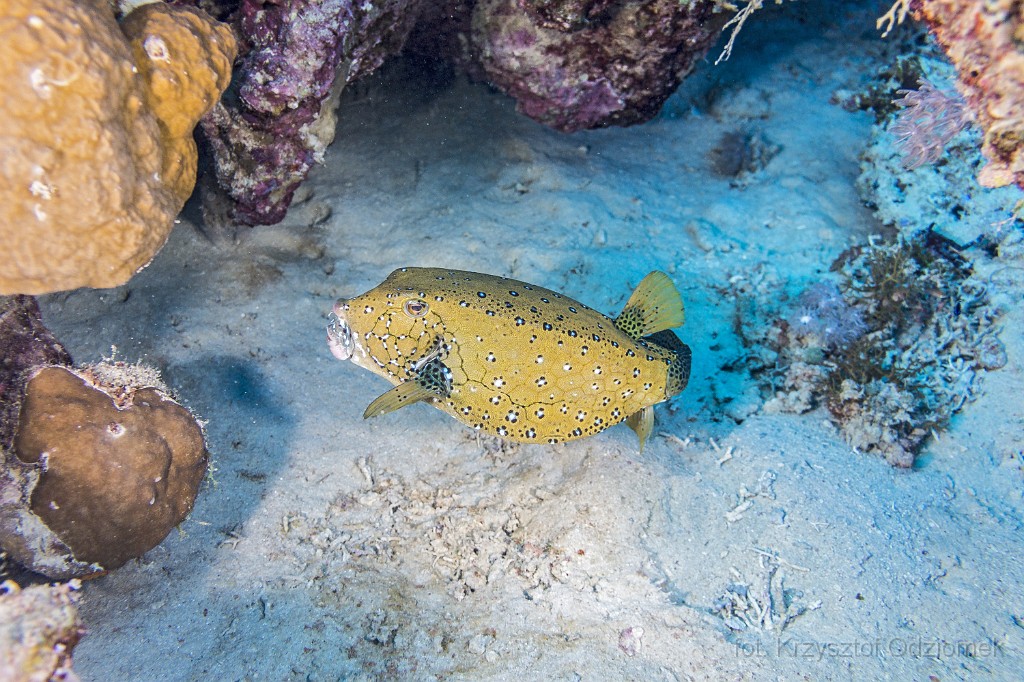 Egypt,diving,underwater,fish,gallery,coral,reef,Yellow boxfish
