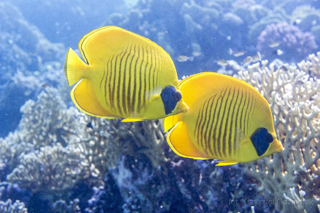Egypt,diving,underwater,fish,gallery,coral,reef,Butterfly fish