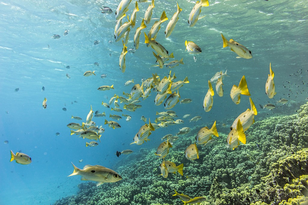 Egypt,diving,underwater,fish,gallery,coral,reef,Onespot Snapper Lutjanus