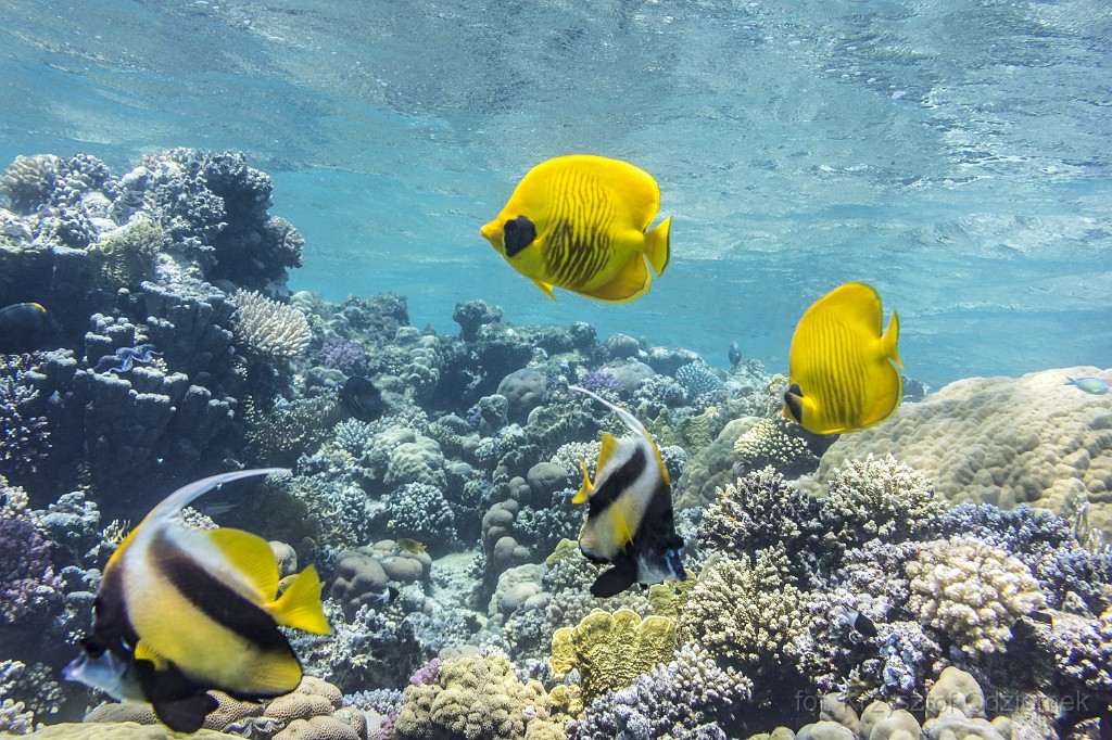 Egypt,diving,underwater,fish,gallery,coral,reef,Butterfly and Bunnerfish