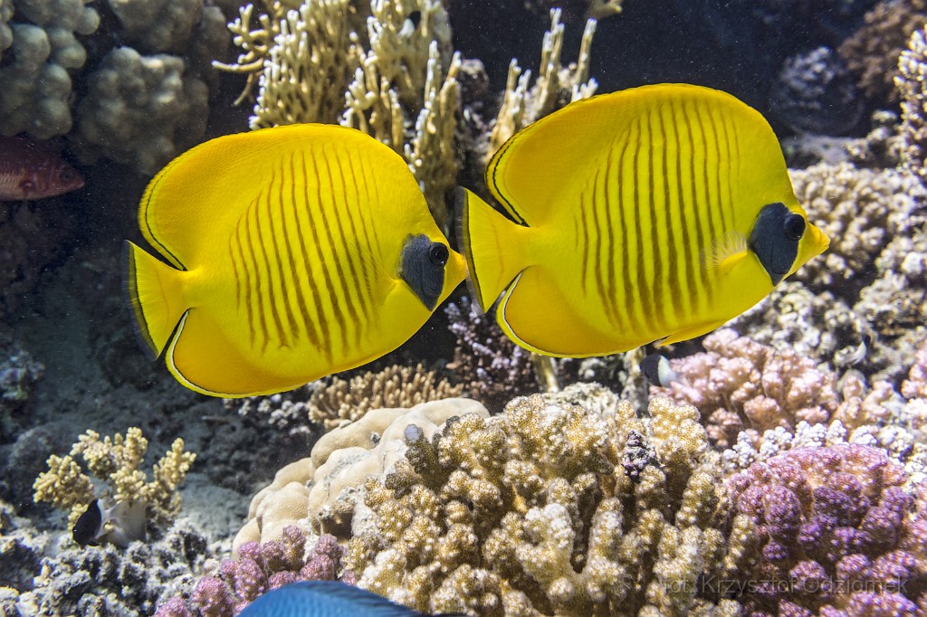 Egypt,diving,underwater,fish,gallery,coral,reef,Butterfly fish
