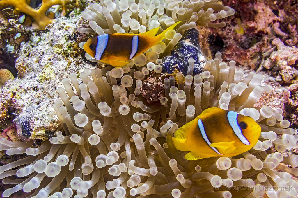 Egypt,diving,underwater,fish,gallery,coral,reef,anemonefish,clownfish
