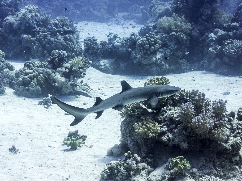 Egypt,diving,underwater,fish,gallery,coral,reef,coral reef shark
