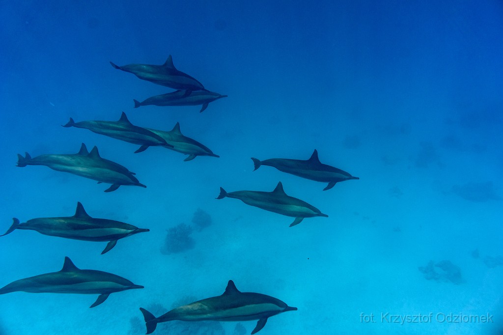 Egypt,diving,underwater,fish,gallery,coral,reef,shoal of dolphins