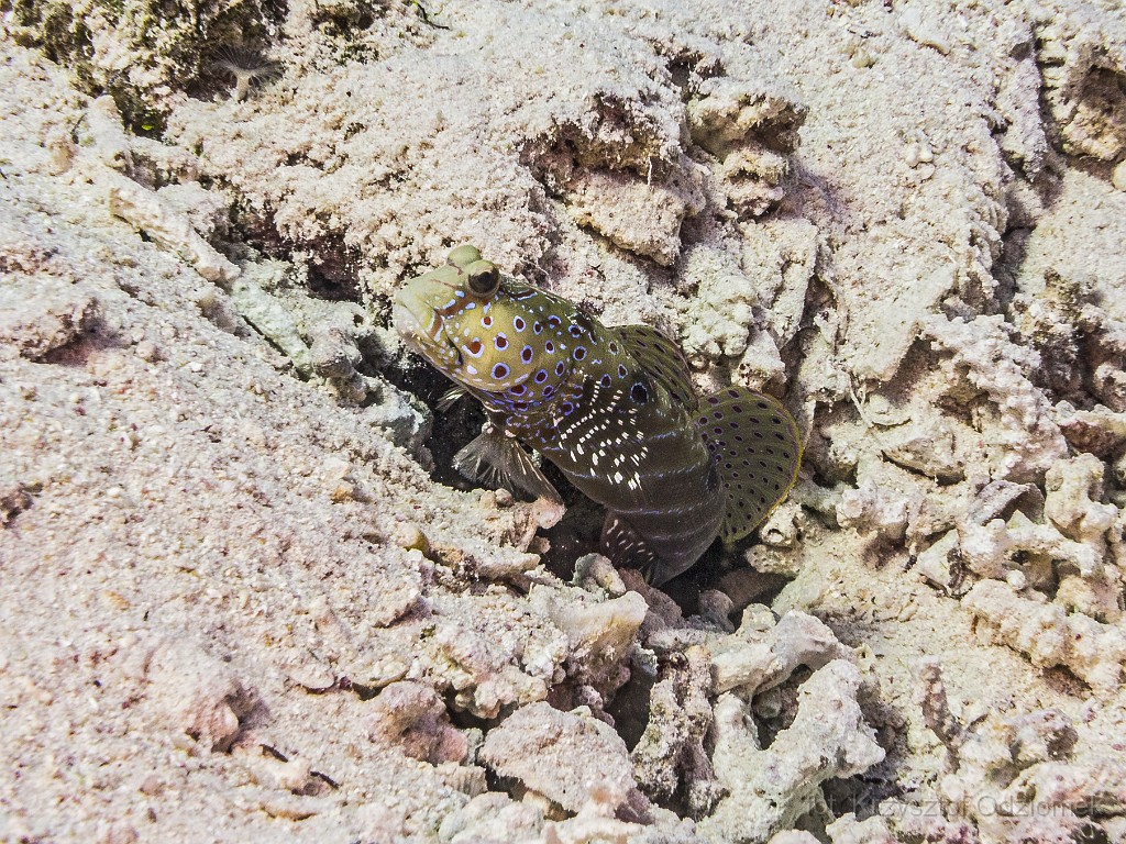 Egypt,diving,underwater,fish,gallery,coral,reef,Egypt - fish on the coral reef