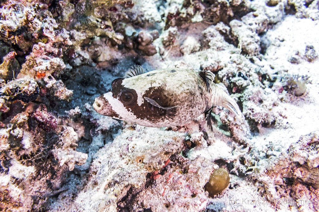 Egypt,diving,underwater,fish,gallery,coral,reef,Egypt - Porcupine fish
