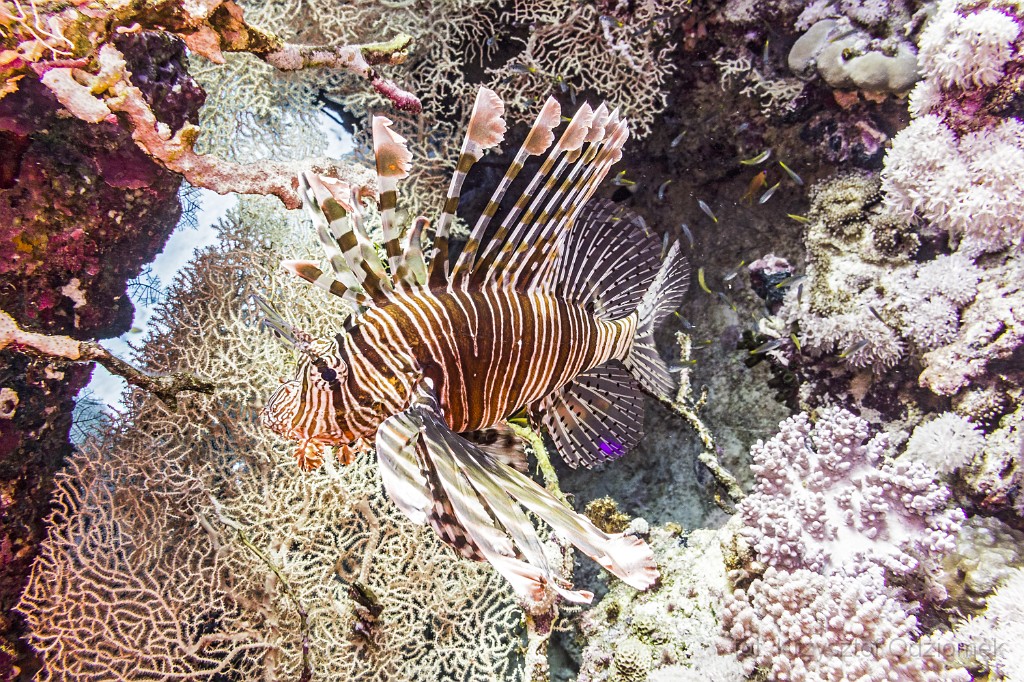 Egypt,diving,underwater,fish,gallery,coral,reef,lionfish on the coral reef