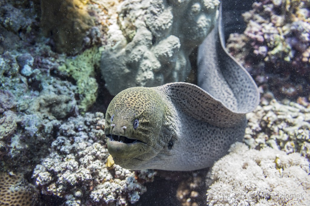 Egypt,diving,underwater,fish,gallery,coral,reef,moray eel on the coral reef