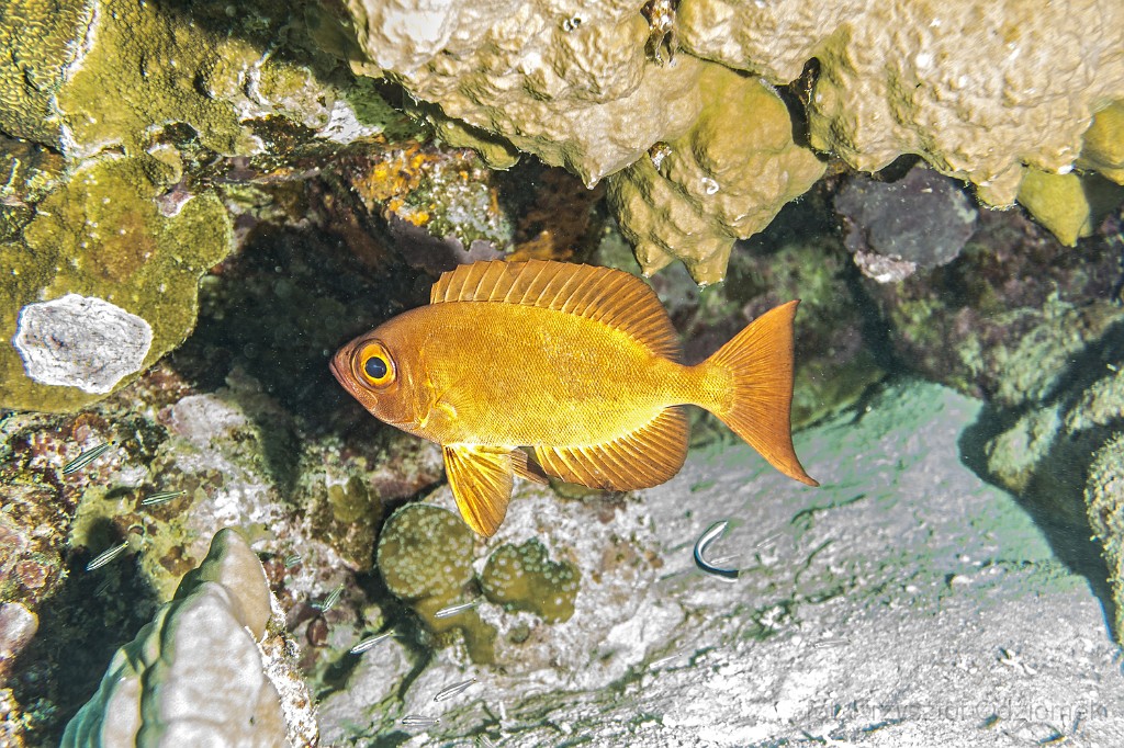 Egypt,diving,underwater,fish,gallery,coral,reef,Crescent-tail bigeye fish