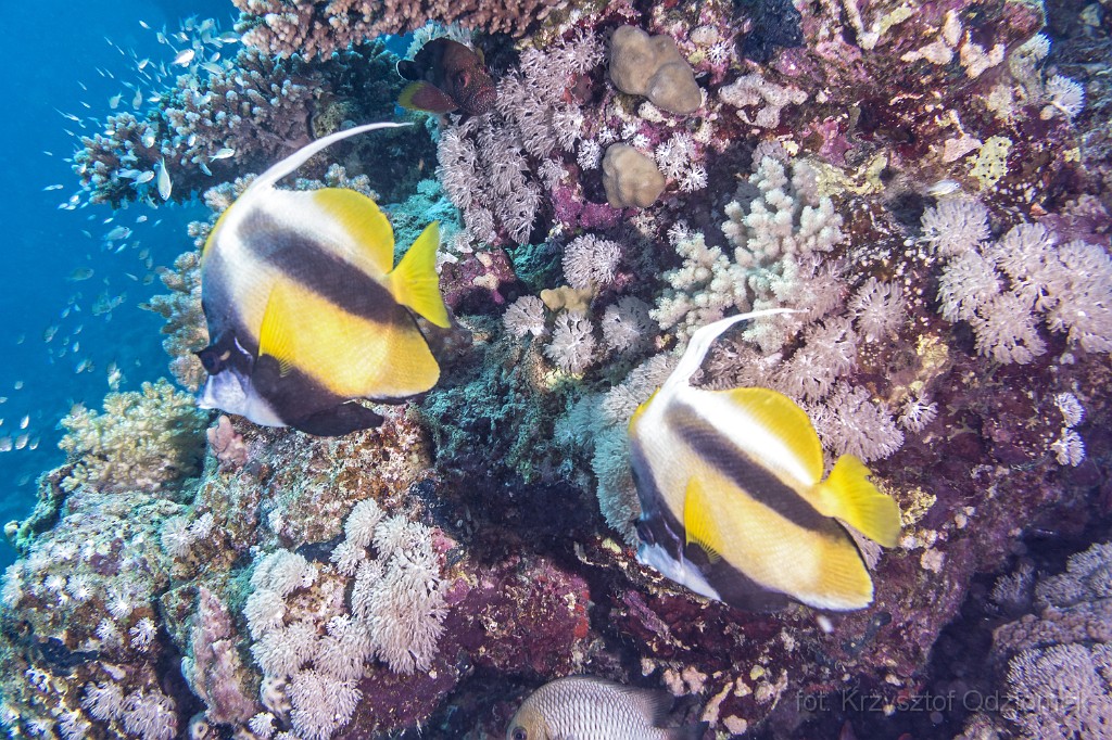Egypt,diving,underwater,fish,gallery,coral,reef,Egypt - Banner Fish