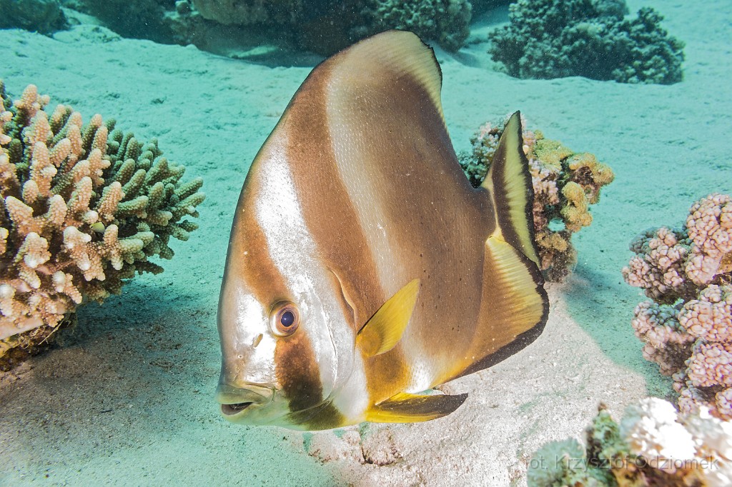Egypt,diving,underwater,fish,gallery,coral,reef,Longfin Batfish