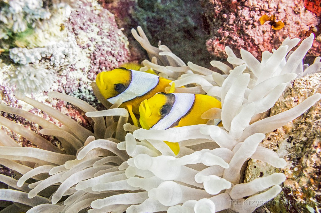 Egypt,diving,underwater,fish,gallery,coral,reef,Egypt - anemonefish,clownfish