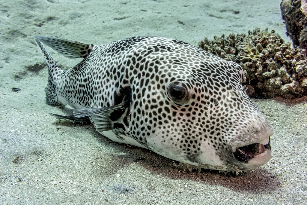 Egypt,diving,underwater,fish,gallery,coral,reef,Egypt - Big porcupine fish