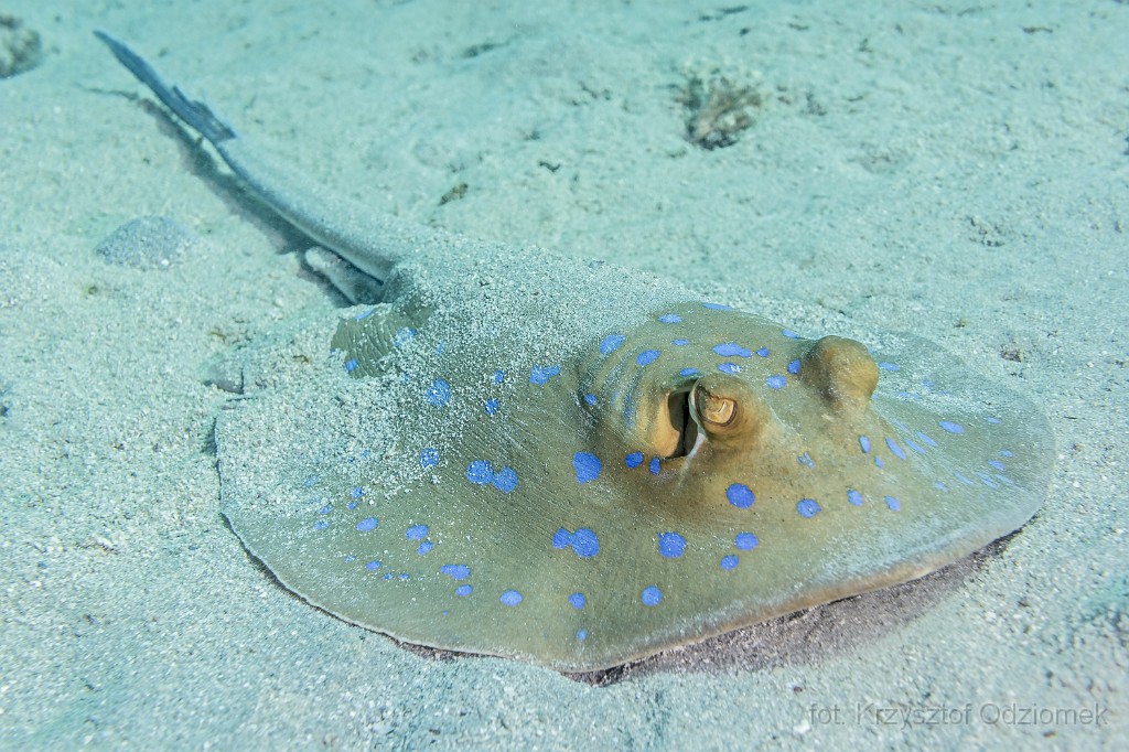 Egypt,diving,underwater,fish,gallery,coral,reef,Blue spotted Stingray