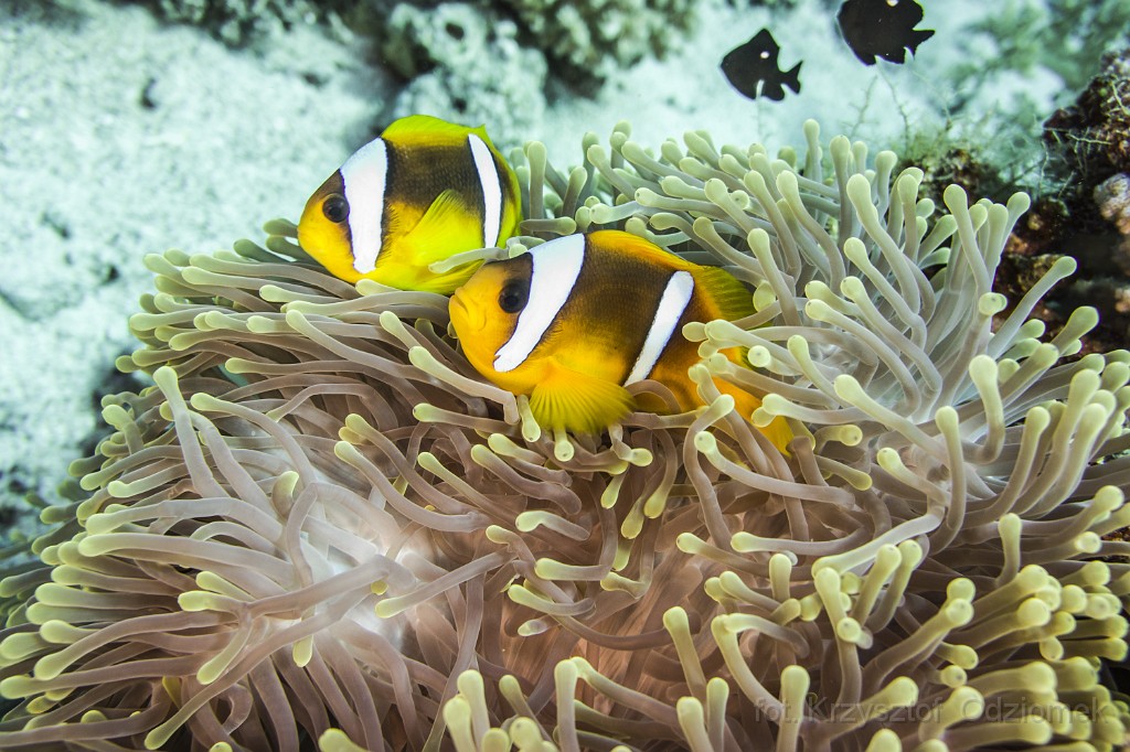 Egypt,diving,underwater,fish,gallery,coral,reef,anemonefish,clownfish