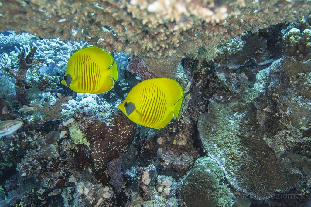 Egypt,diving,underwater,fish,gallery,coral,reef,butterfly fish