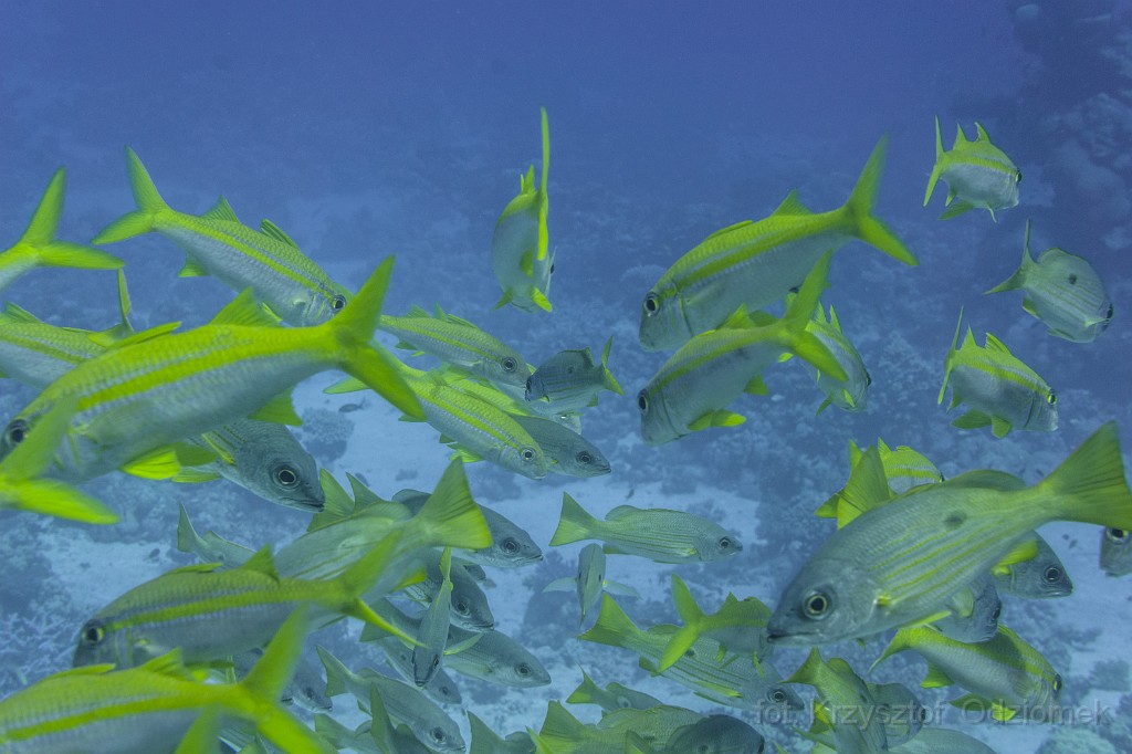 Egypt,diving,underwater,fish,gallery,coral,reef,Snapper Fish,red,sea