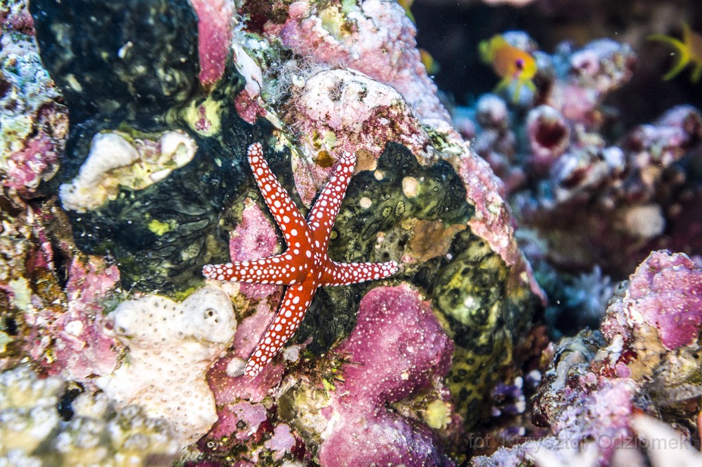 Egypt,diving,underwater,fish,gallery,coral,reef,anemonefish,clownfish,Egyptian sea star
