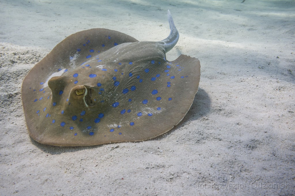 Egypt,diving,underwater,fish,gallery,coral,reef,stingray