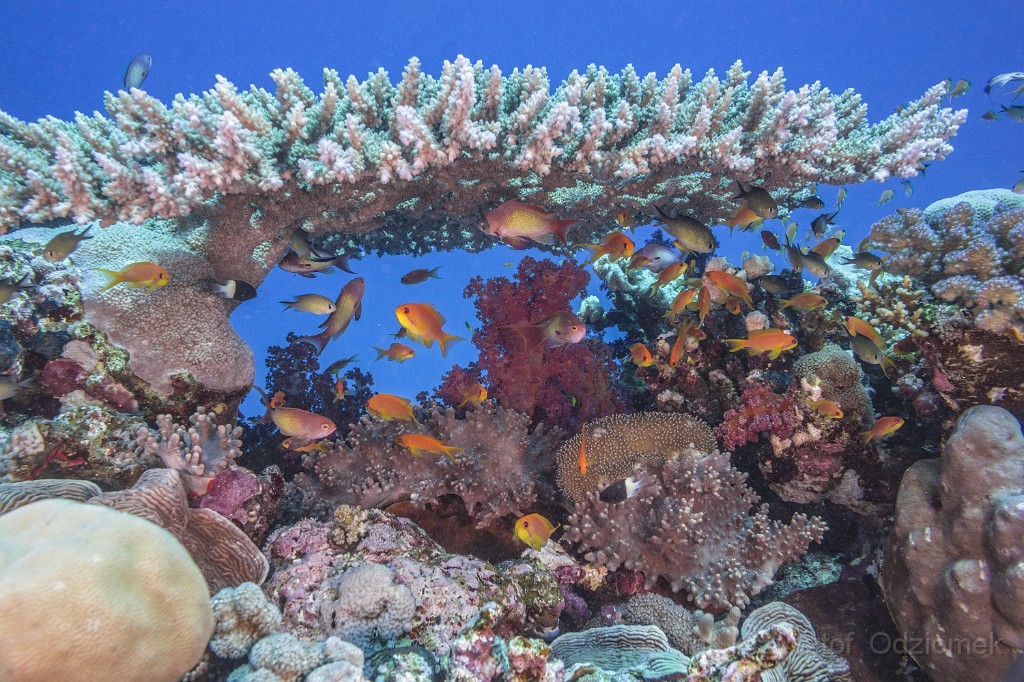 Egypt,diving,underwater,fish,gallery,coral,reef,table coral, antias fish
