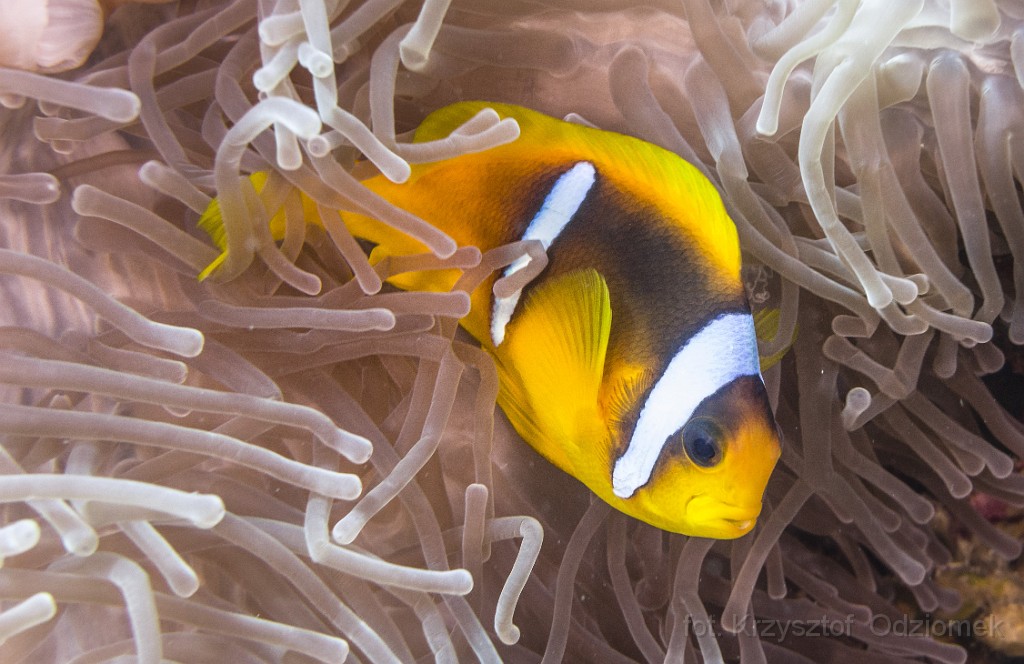 Egypt,diving,underwater,fish,gallery,coral,reef,anemonefish,clownfish