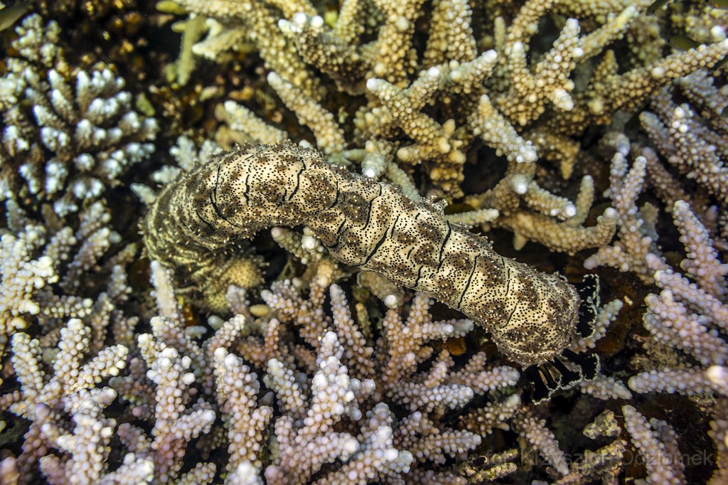 Egypt - Slug on the coram reef