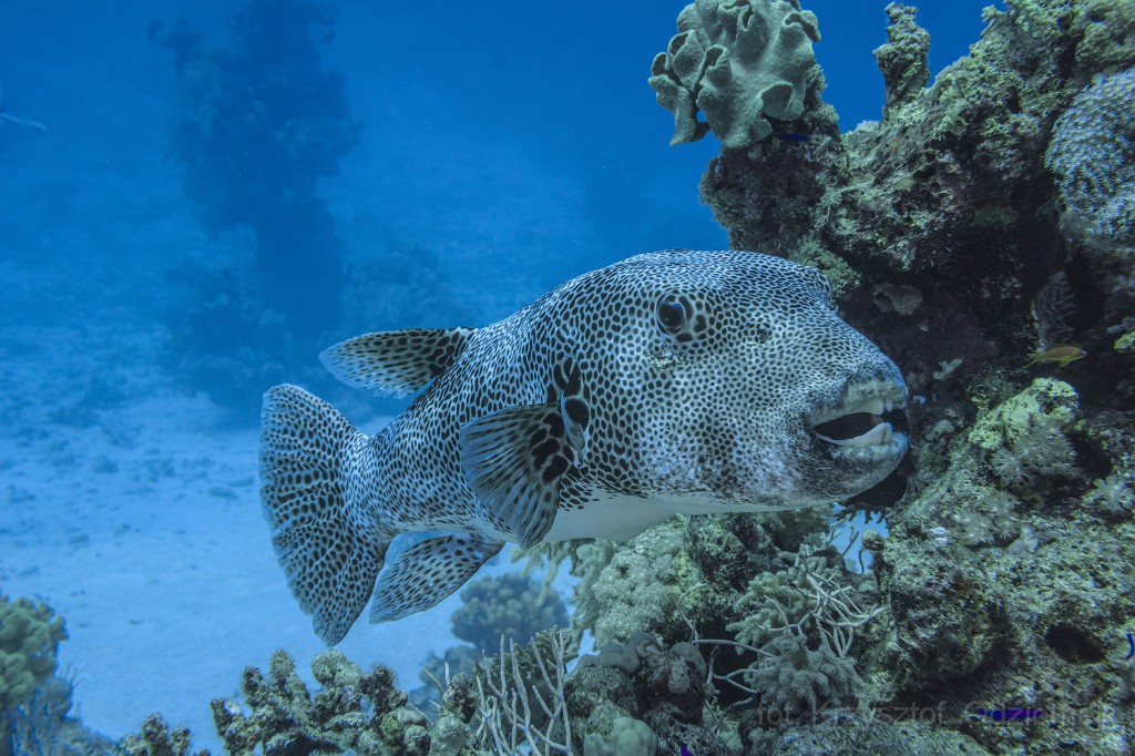 egypt,diving,underwater,fish,gallery,coral reef,Puffer fish