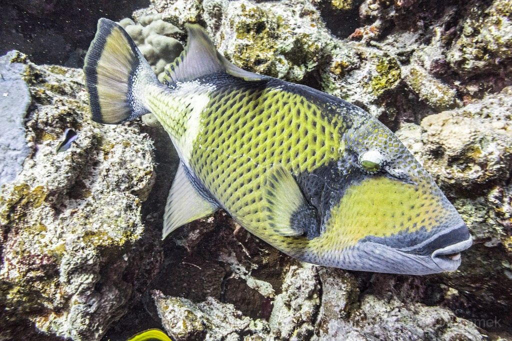 Egypt,diving,underwater,fish,gallery,coral,reef,trogif fish