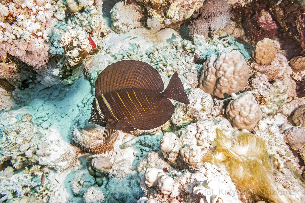 Egypt,diving,underwater,fish,gallery,coral,reef,Masked Puffer,Sailing Zebrasoma fish