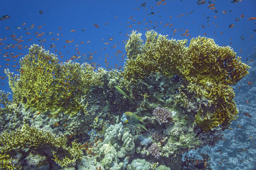 Egypt,diving,underwater,fish,gallery,coral,reef,Fire coral reef