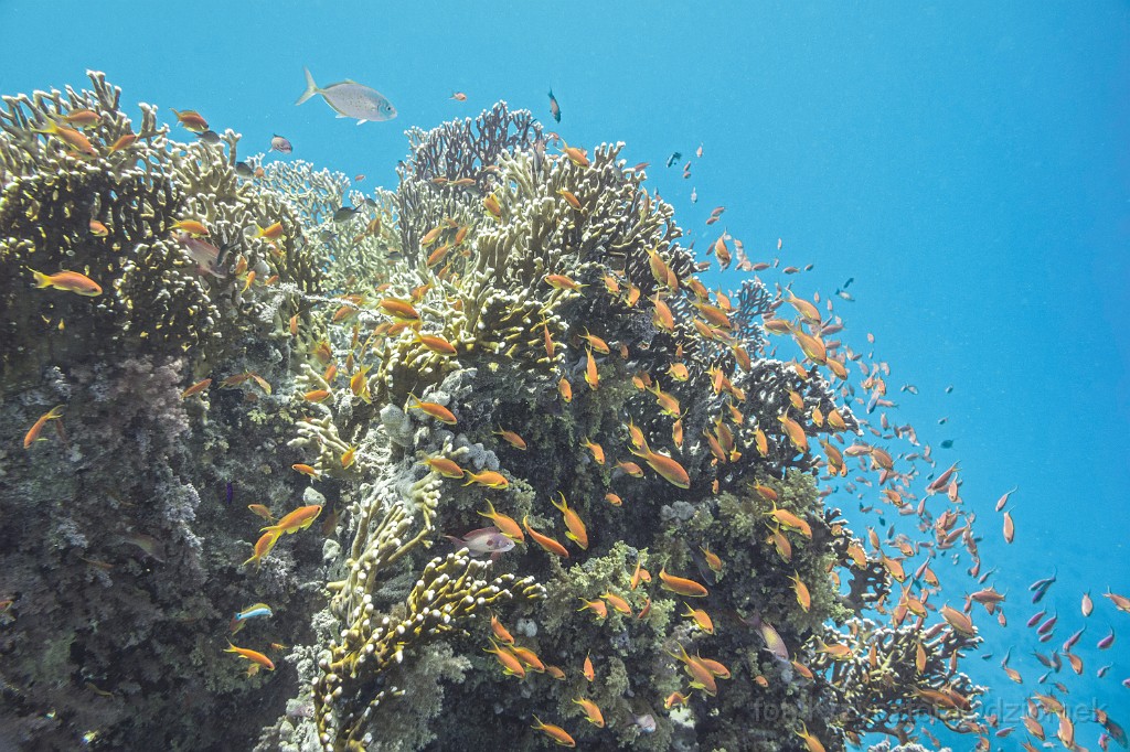 Egypt,diving,underwater,fish,gallery,coral,shoal of anthias fish on the coral reef