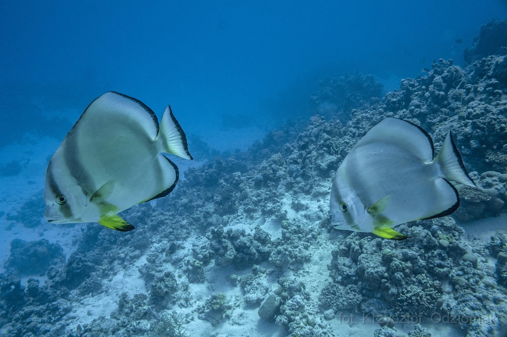 gypt,diving,underwater,fish,gallery,coral,reef, batfish on the coral reef