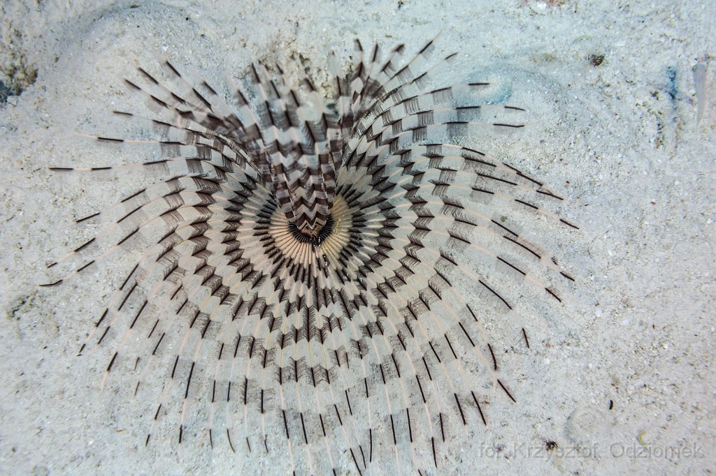 Egypt,diving,underwater,fish,gallery,coral reef